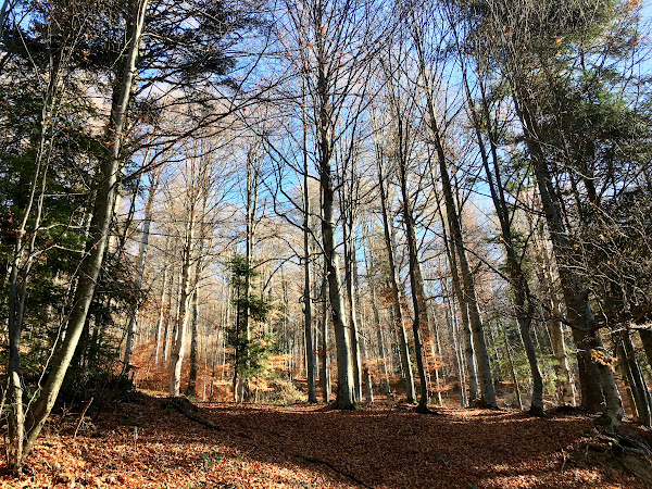 Il bosco di Zamora ai margini di Forest Retreat Luxury Villas, Bușteni