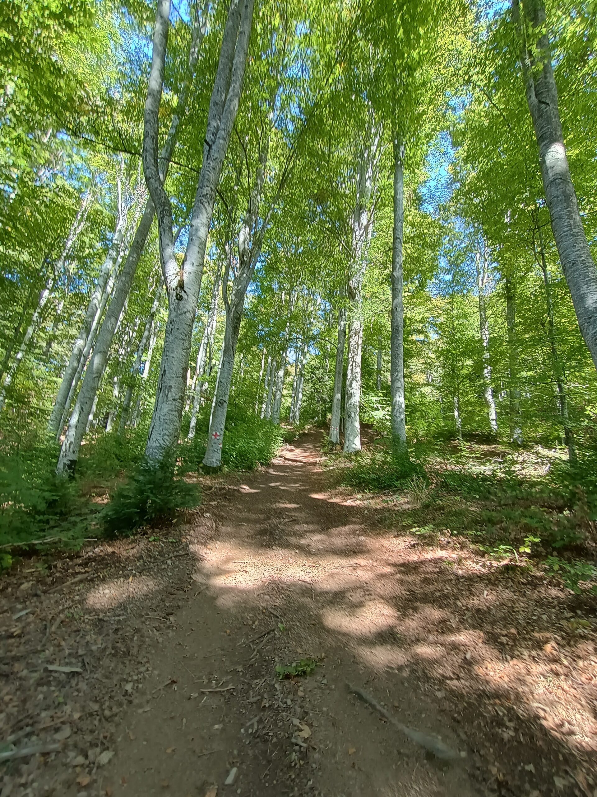 Sentiero in una faggeta, ai margini di Forest Retreat Luxury Villas, Bușteni