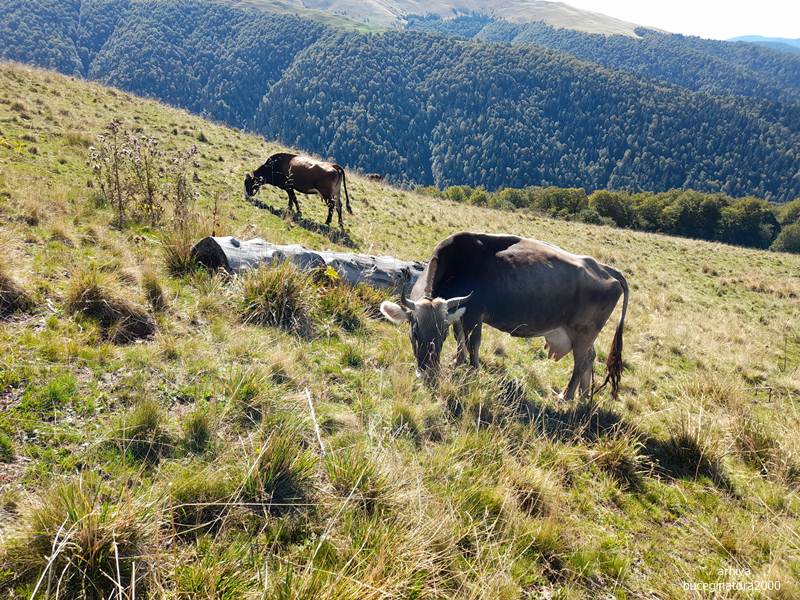 Pascoli e mandrie sui monti Baiului, vicino a Bușteni